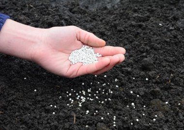 Bahçıvanın biri sonbaharda mutfak bahçesindeki mahsulü artırmak için baharda toprağa mineral gübresi saçıyor.. 