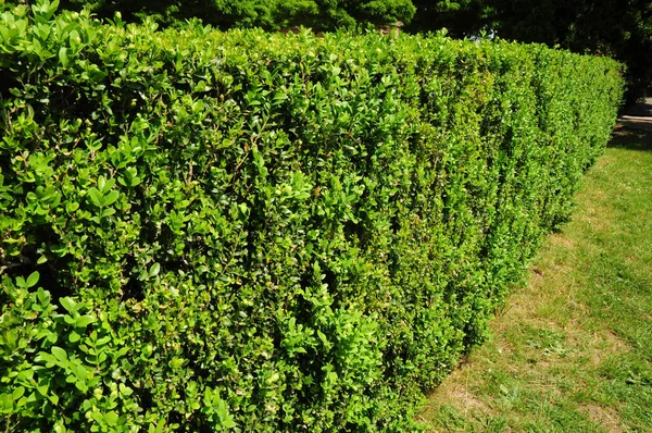 Grüner Kompakter Buchsbaumstrauch Sauber Geschnittene Hohe Buchsbaumhecke Landschaftsplanung — Stockfoto