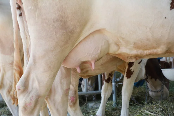 Close Sobre Úbere Vacas Brancas Fazenda Laticínios Conceito Produção Leiteira — Fotografia de Stock