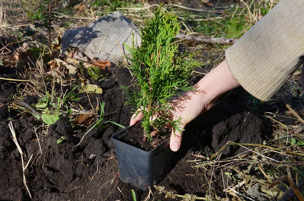 Jardinero Está Plantando Pequeño Árbol Thuja Occidentalis Emerald Green Smaragd — Foto de Stock