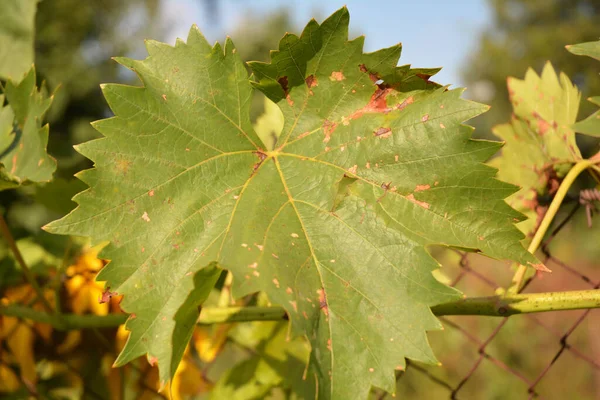 The grapevine is affected with fungal disease, Anthracnose , mildew, pierce disease and needs treatment.