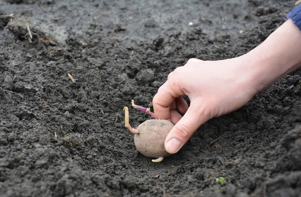 如何在蔬菜园里种植土豆 把发芽的土豆放在壕沟的底部 然后用泥土覆盖 — 图库照片