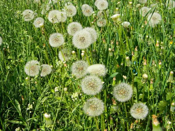A lot of dandelion white seed heads, dandelion fluffs in green grass lawn in spring untouched by herbicides.