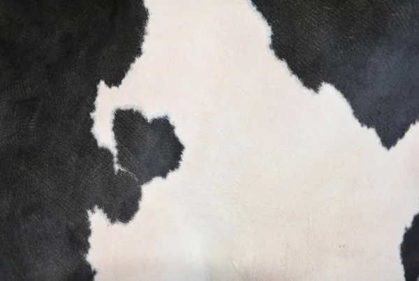 黒と白の牛の皮膚の質感 パターン テキスト空間と背景として牛の黒と白のスポット — ストック写真