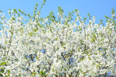 Beyaz çiçeklerle açan kiraz ağacına yakın plan, mavi gökyüzüne bakan çiçekler..  