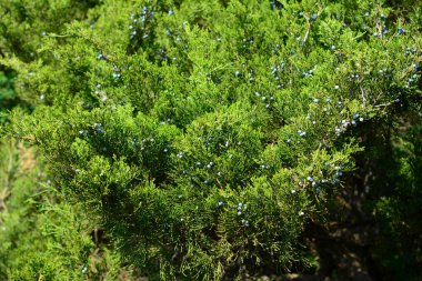Büyük bir Juniperus Excelsa çalısı, yemyeşil iğne yaprakları ve küçük mavi böğürtlen kozalakları ile Yunan ardıcı..