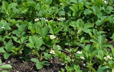 Bahçede çilek yetiştirmek, İlkbaharda narin beyaz çiçeklerle açtıktan sonra özen göstermek..