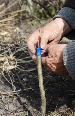 Bahçıvan, bir meyve ağacını çizmek, bahar başında meyve bahçesinde bant ya da maske bandı kullanarak kökler ve bir Scion sendikasını güçlendirir..
