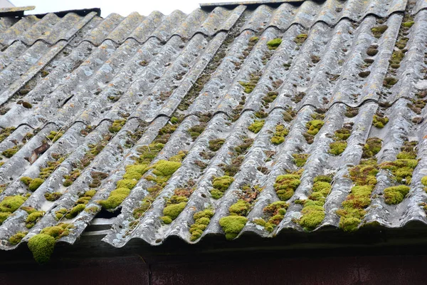 在被损坏的 覆盖着苔藓 泥土和苔藓的石棉屋顶上进行特写 急需清理 修理和清除苔藓 — 图库照片