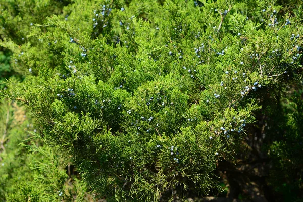 Large Shrub Juniperus Excelsa Greek Juniper Lush Foliage Green Needle — Stock Photo, Image