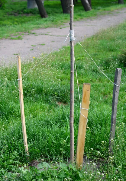 Estacar Árbol Recién Plantado Apropiadamente Contigo Estacas Madera Zona Viento — Foto de Stock