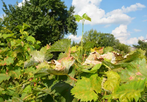 Wine grape, grapevine plant suffers from yellow spots on leaves, powdery mildew, downy mildew, serious fungal disease and needs treatment. — Stock Image Wine Grape Grapevine Plant Suffers Yellow Spots Leaves Powdery Mildew Stock Photo