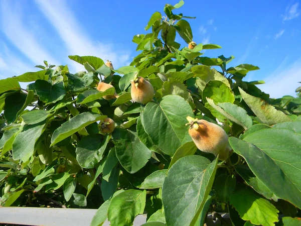 Cultivar Marmelos Jardim Fruta Marmelo Não Madura — Fotografia de Stock