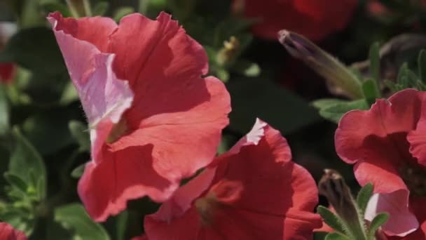 Rode bloemen van hibiscus zwaaien op wind. Zonnige zomerdag. Groene blad. Tuin — Stockvideo