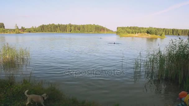 Menschen schwimmen im See bei grünem Wald an sonnigen Sommertagen. Natur. Kleiner Hund kommt ins Wasser — Stockvideo