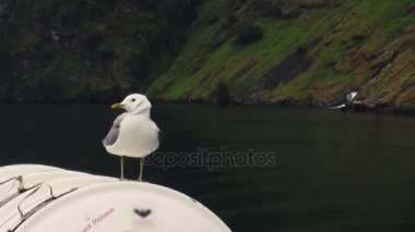 Beyaz martı kalış yeşil orman ile dağlarda gemide. Yaz günü. Sea bird. Doğa. Uçan martı