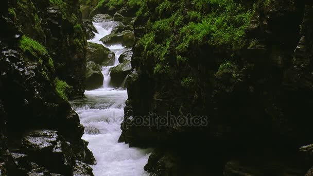 El agua del arroyo fluye entre dos montañas cubiertas de vegetación. Día de verano. Paisaje. Naturaleza. Roca — Vídeos de Stock