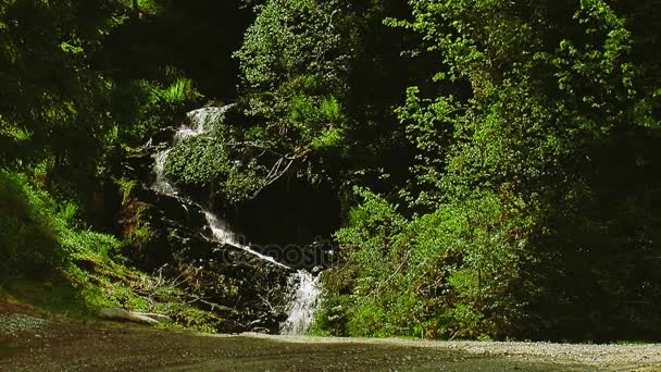 Strumień płynie w zielonym lesie. Słoneczny letni dzień. Krajobraz. Charakter. Drzew. Nikt. Krajobraz. Natura — Wideo stockowe