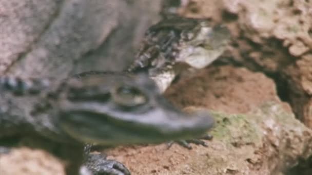 SAINT PETERSBURG, RUSSIE - 14 JUIN 2007 : Vue du crocodile vert assis dans une volière transparente avec de l'eau. Un animal dangereux. Prédateur 