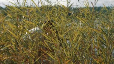 Saç filesi film yönetmen reed kıyı ve hoparlör komutlara öne