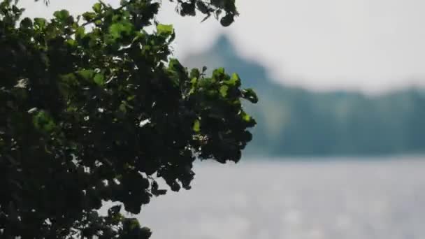 Hojas verdes balanceándose en el viento sobre el lago. Concéntrate. La casa sobre el fondo — Vídeo de stock