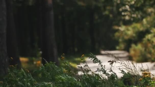 Polne kwiaty, kołysanie na wiatr przed asfaltową drogą w lesie — Wideo stockowe