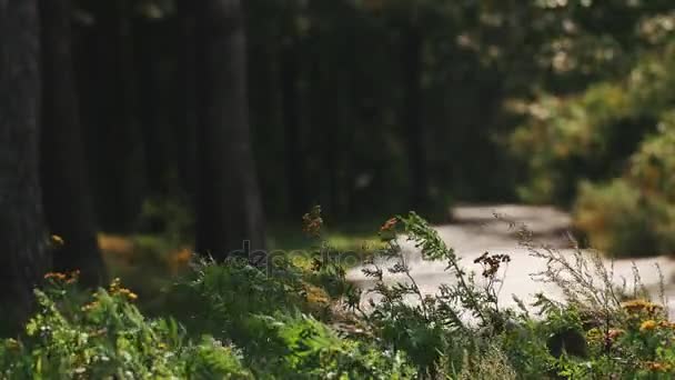 Blommor svängande på vinden framför en asfalterad väg i en skog på solig dag — Stockvideo