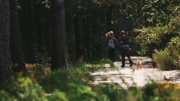 Flores silvestres frente a un camino de asfalto en el bosque. Pareja caminando con un do — Vídeos de Stock