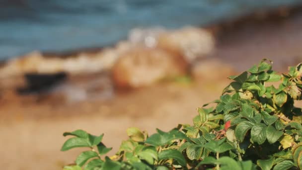 Gros plan des branches de ronces avec des pierres et des vagues battant sur le rivage en arrière-plan 