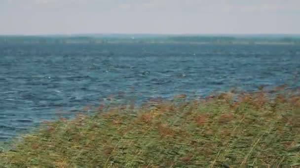 Largo tiro de cañas balanceándose en fuerte viento frente al agua del lago — Vídeos de Stock