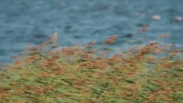 Μεσαίο πλάνο από καλάμια που αιωρούνται σε ισχυρό άνεμο μπροστά από το νερό της λίμνης — Αρχείο Βίντεο