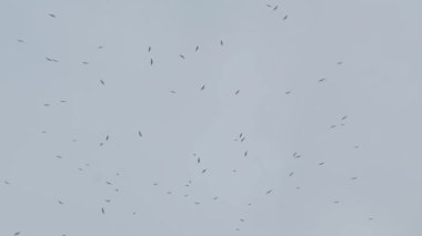 Kuşlar sürüsü uzakta gri bulutlu gökyüzü yağmurlu günde, slowmotion uçar.