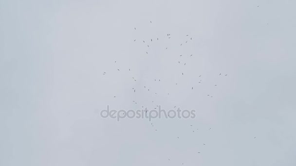 Bandada de aves vuela lejos en el cielo nublado gris en el día lluvioso, cámara lenta — Vídeos de Stock