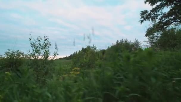 Campo de grama verde perto de madeiras no início da manhã de verão — Vídeo de Stock