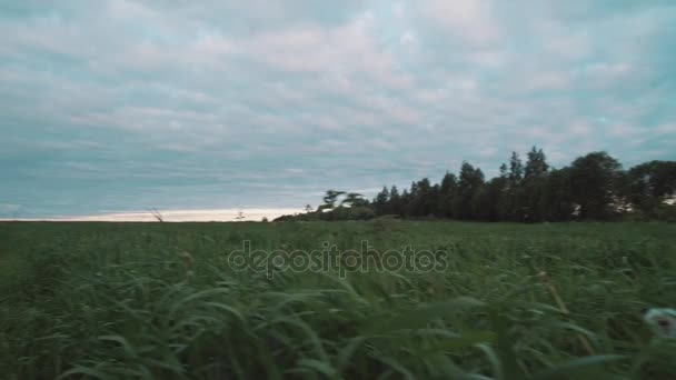Заміська дорога вздовж дерев через зелений луг на початку літнього ранку — стокове відео