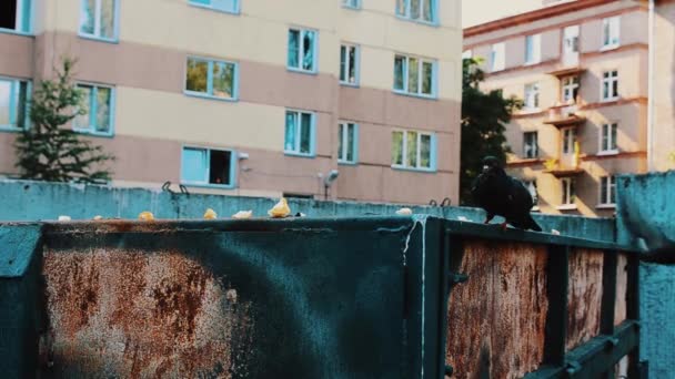 Mannen i kvinna peruk i solglasögon, blå hatt äta mat i container. Kråkor. Parodi — Stockvideo