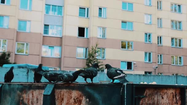 Декілька чорних ворон їдять їжу зі смітника на вулиці. Чоловік у жіночому одязі стоїть — стокове відео
