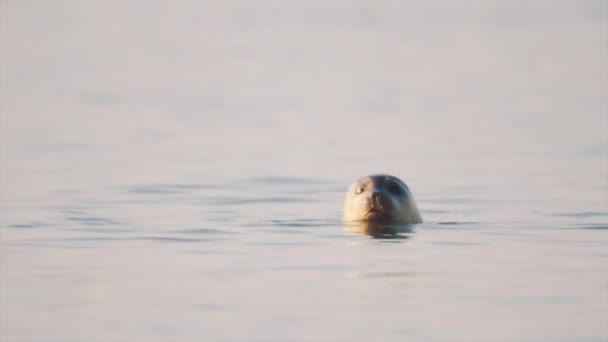 Cute white seal goes under water after looking around from surface — Stock Video