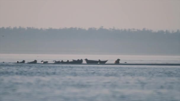 Il branco di foche corre in acqua di mare dalla riva tutto in una volta, spaventato dai predatori — Video Stock