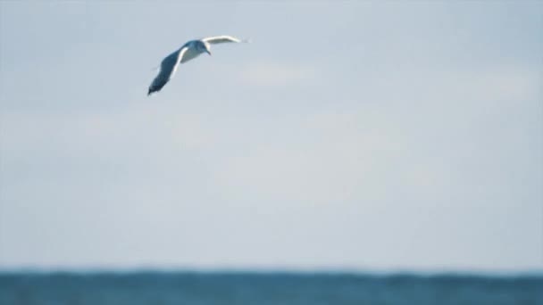 Seagull bird flying over ocean surface in front of boats and oil platform — Stock Video