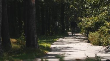 Rüzgarlı bir günde çift kamera bir ormandaki bir asfalt yol boyunca doğru yürüyor