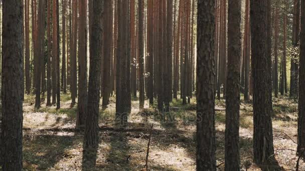 Subtiler junger Mann läuft durch immergrünen Baumwald — Stockvideo