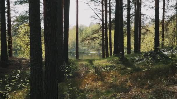 Vrienden van de twee mannen lopen op bos langs lake op zonnige dag — Stockvideo