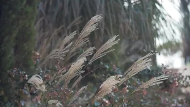 Torrt gräs med pensel på slutet skaka i vinden sommardag — Stockvideo