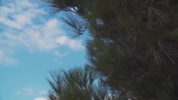 Cedar grenen skaka i vinden framför blå himmel — Stockvideo
