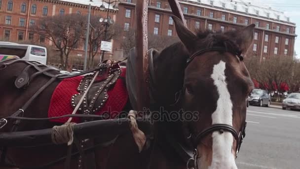 Verdrietig of moe toeristische rijdt paard staande op stad zijstraat zoekt — Stockvideo