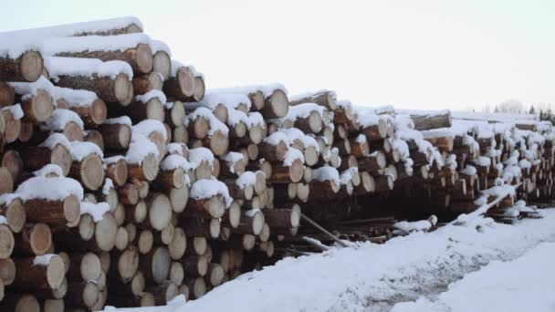 Stapel von Baumstämmen an einem Wintertag mit Schnee bedeckt — Stockvideo