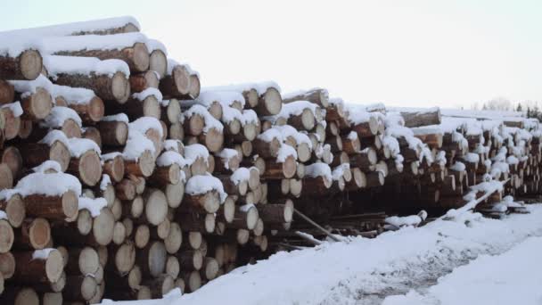 Stack of logs covered in snow on winter day — Stock Video