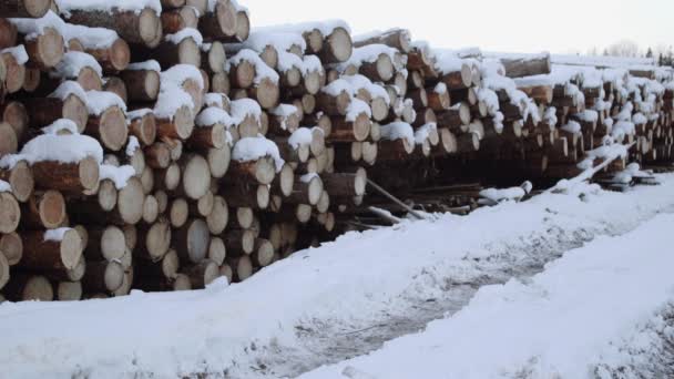 Куча бревен, покрытых снегом в зимний день — стоковое видео