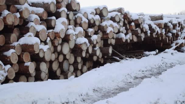 Panoramautsikt över stacken av stockar täckt av snö vinterdag — Stockvideo